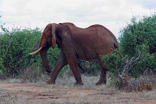 Kenia (349)